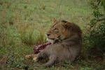 Three Days Murchison Falls National Park Tour in Uganda