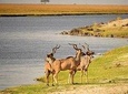 Chobe Day Trip from Victoria Falls