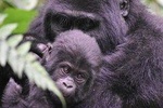 Three Days Gorilla Safaris In Uganda
