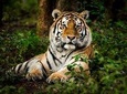 5 Nights 6 Days Private Golden Triangle Tour with Ranthambore