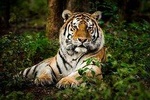 5 Nights 6 Days Private Golden Triangle Tour with Ranthambore
