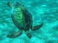 The Best of Akumal Walking Tour & Snorkelling 