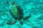 The Best of Akumal Walking Tour & Snorkelling 