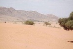 small Desert and Oasis Massa by minibus