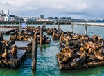See Sea Lions at Pier 39, San Francisco, California