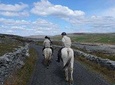Horse riding - Burren Trail. Lisdoonvarna, Co Clare. Guided. 3 hours.