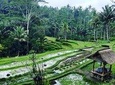 Best of Bali private customized tours