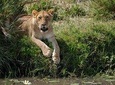 6 Days The Best of Tanzania Safari