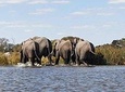 Chobe Safari Game Viewing from Victoria Falls 