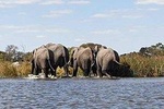 Chobe Safari Game Viewing from Victoria Falls 