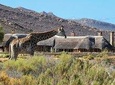 Cape Town Tour, Aquila Safari Game Reserve Overnight & Accommodation