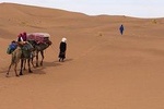 Camel Trekking the 'Gateway to the Desert'