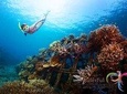 Have fun one day in Nusa Penida: snorkeling, seawalker and Lembongan tour