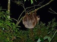 Monteverde Cloud Forest Night Walk