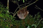 Monteverde Cloud Forest Night Walk