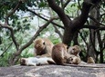 Enchanting Sri Lanka (18 Days)