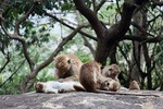 Enchanting Sri Lanka (18 Days)