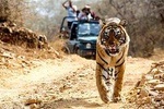 6 Days Golden Triangle with Ranthambore, Ajmer & Pushkar Tour
