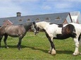 Killarney National Park Horseback Ride. Co Kerry. Guided. 3 hours.