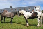 Killarney National Park Horseback Ride. Co Kerry. Guided. 3 hours.