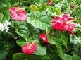 Montreal Gardens Tour for Groups of 6 Persons or More