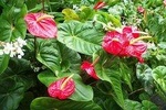 Montreal Gardens Tour for Groups of 6 Persons or More