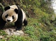 3 Days Chengdu Dujiangyan Leshan Buddha Tea Plantation and Sichuan Cooking