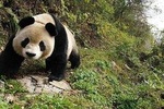 3 Days Chengdu Dujiangyan Leshan Buddha Tea Plantation and Sichuan Cooking
