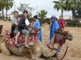 camel Agadir
