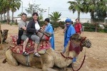camel Agadir