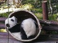 3 Days Chengdu Panda base and Leshan Buddha Visit with Cooking Class 