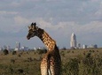 Nairobi National Park guided tour