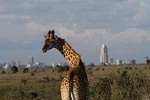 Nairobi National Park guided tour