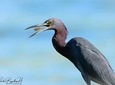 Mahahual and Costa Maya Birdwatching 