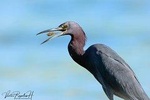 Mahahual and Costa Maya Birdwatching 
