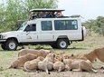 Full-Day Private Serengeti Safari from Mwanza