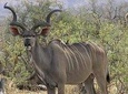4 Days 3 Nights safari to Ruaha National Park