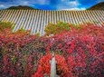 Simatai Great Wall & Gubei Water Town Seasonal Red Leaves Photography Tour