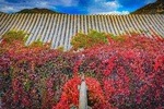 Simatai Great Wall & Gubei Water Town Seasonal Red Leaves Photography Tour
