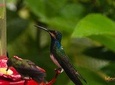 Nature & Hummingbird Experience