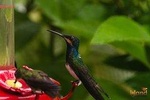Nature & Hummingbird Experience