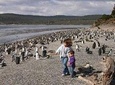 Ushuaia: Beagle Channel Navigation to the Pingüinera and walk between Pinguinos
