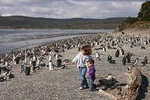 Ushuaia: Beagle Channel Navigation to the Pingüinera and walk between Pinguinos