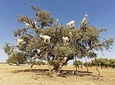  Essaouira Privat Day Trip from Marrakech