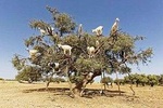  Essaouira Privat Day Trip from Marrakech