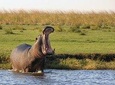 Overnight Camping Safari in the Chobe National Park
