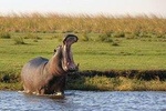 Overnight Camping Safari in the Chobe National Park