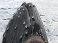 10AM Whale Watch