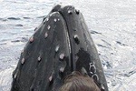 10AM Whale Watch