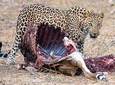 Jhalana Guided Leopard Safari - Jaipur